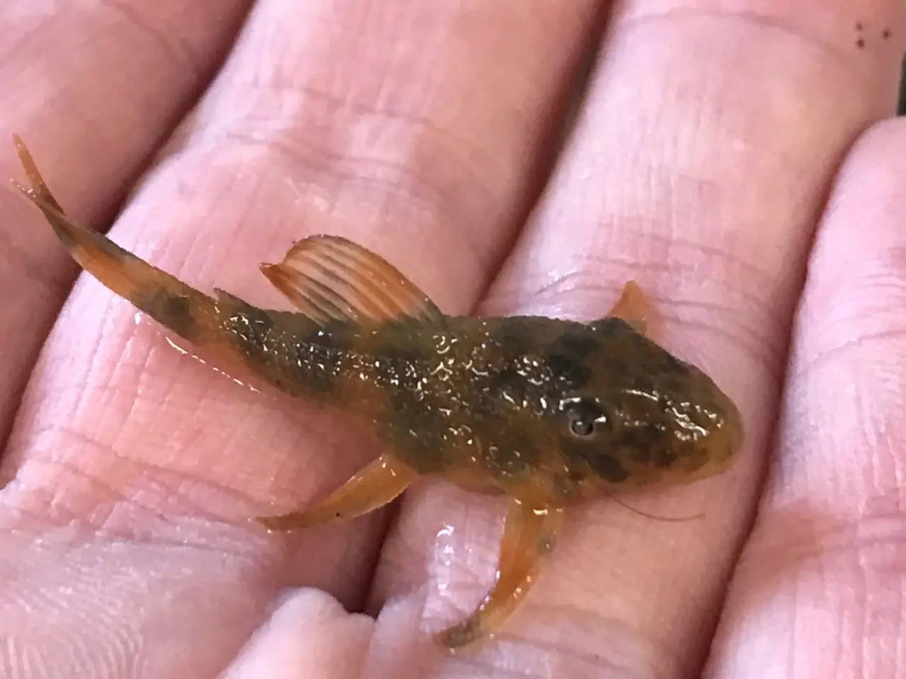Billede 2 - Peckoltia sabaji L075