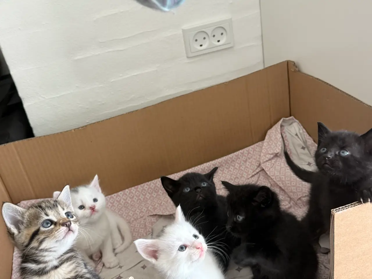 Billede 1 - Blandingskilinger ( 25% maincoon)