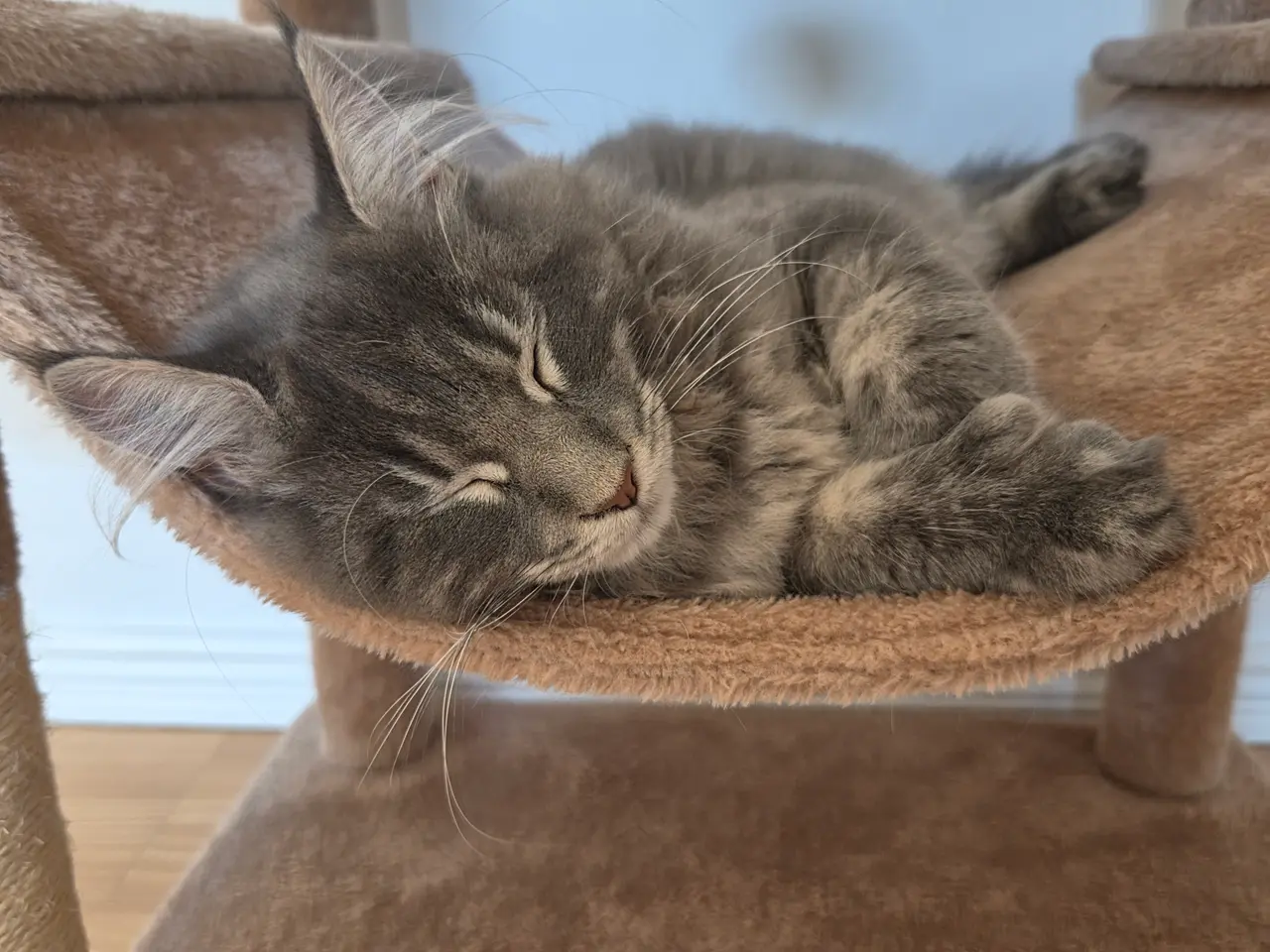 Billede 1 - Polydaktyl maine coon killing