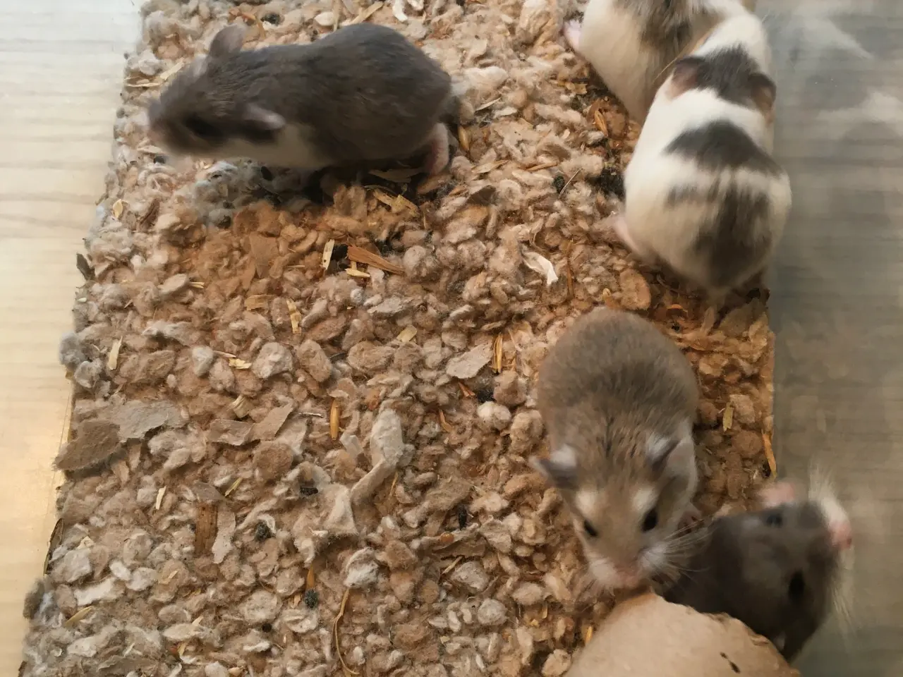 Billede 4 - Roborowski hamster