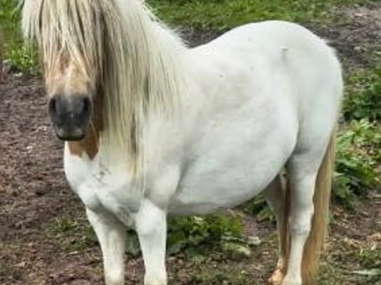Billede 4 - Ponyhoppe 5 år, ca. 105 i stang ifolet