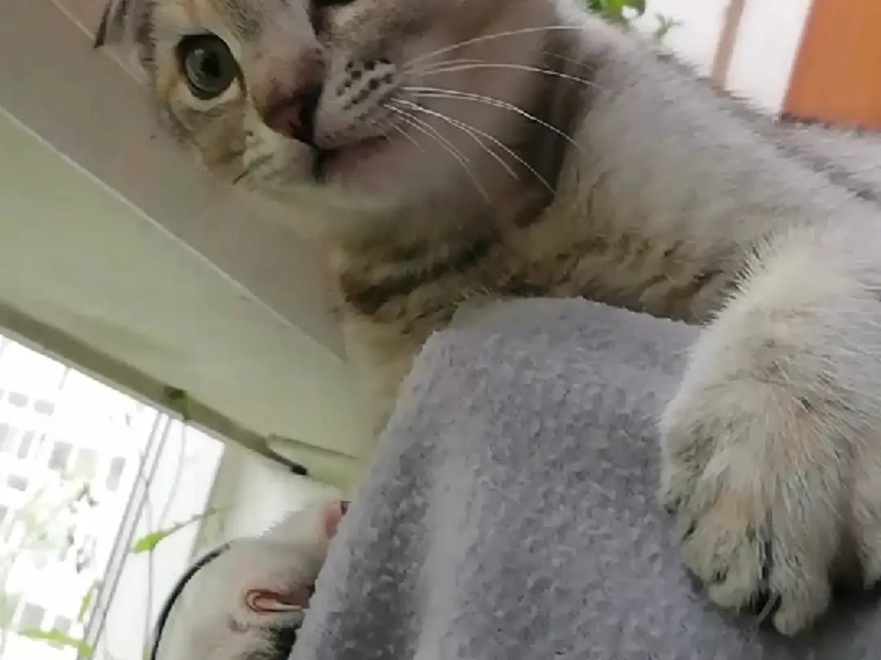 Billede 13 - Lisa – Sød og blid Scottish Fold hunkat søger kærl
