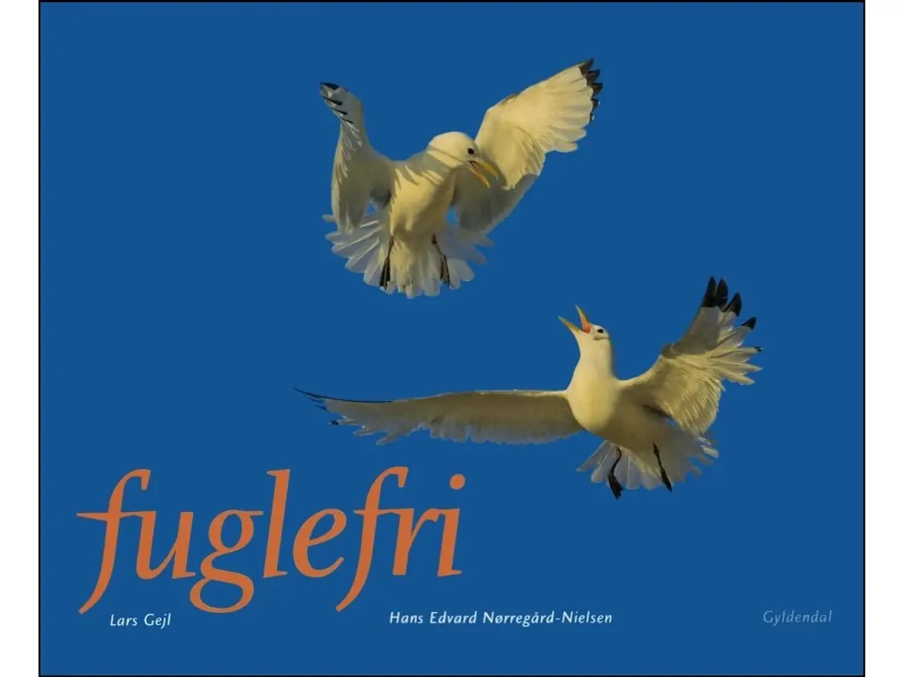 Billede 8 - Fugle - 14 Bøger fra 40 kr.