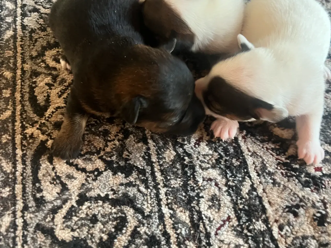 Billede 2 - Skønne Jack Russell hvalpe