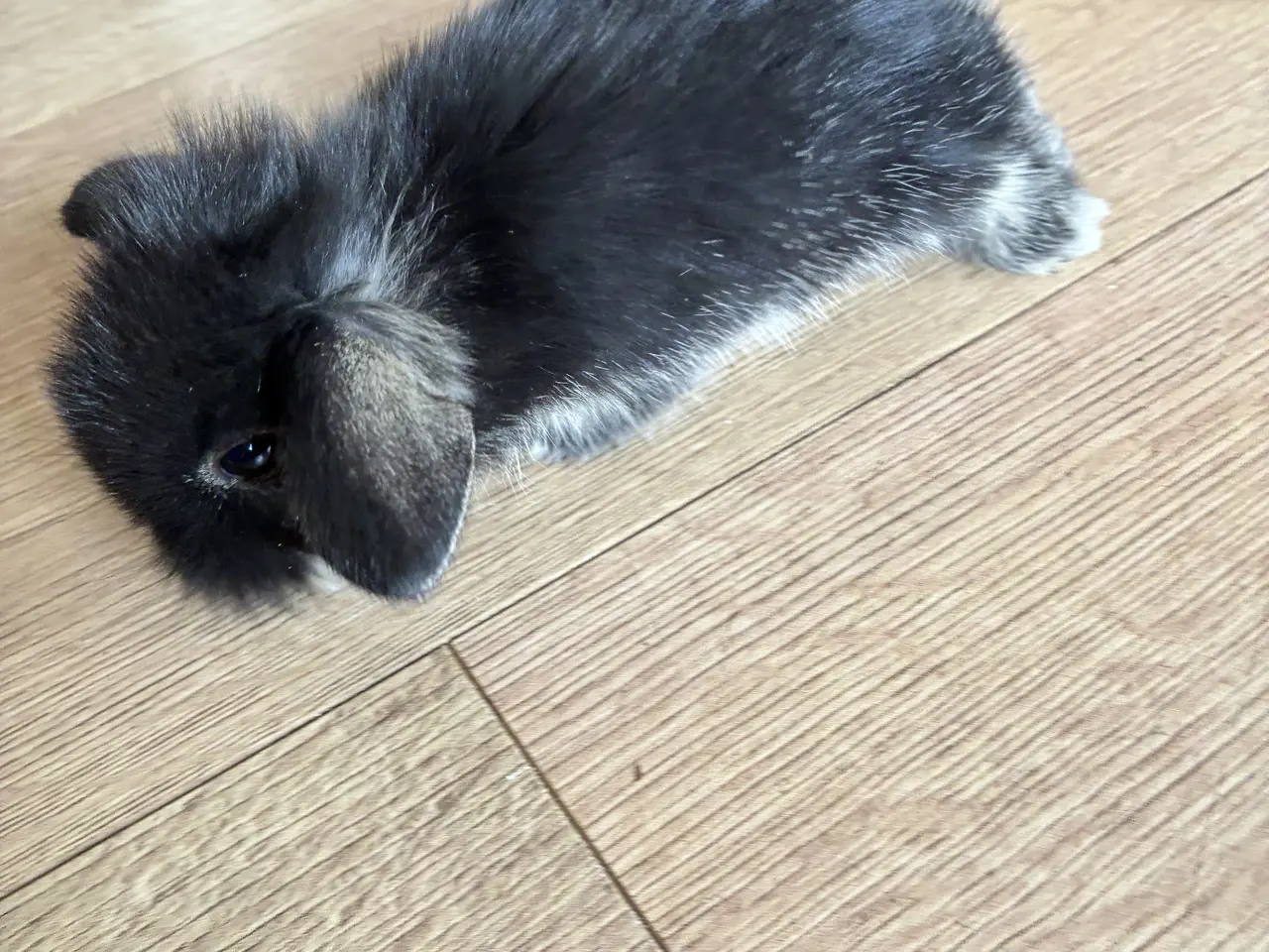 Billede 5 - Minilop lionlop