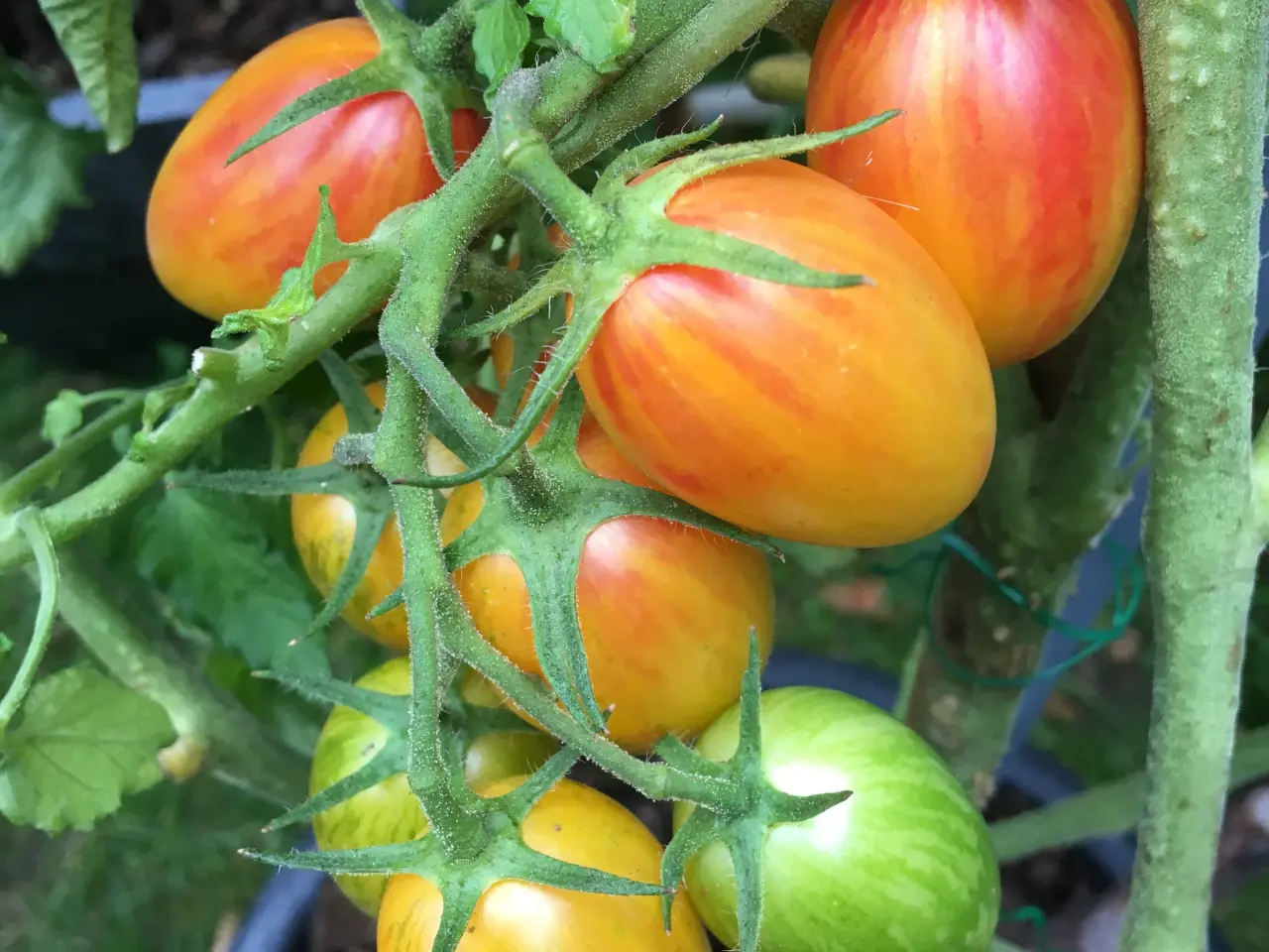 Billede 16 - Sunde frø af STORE tomater 🍅