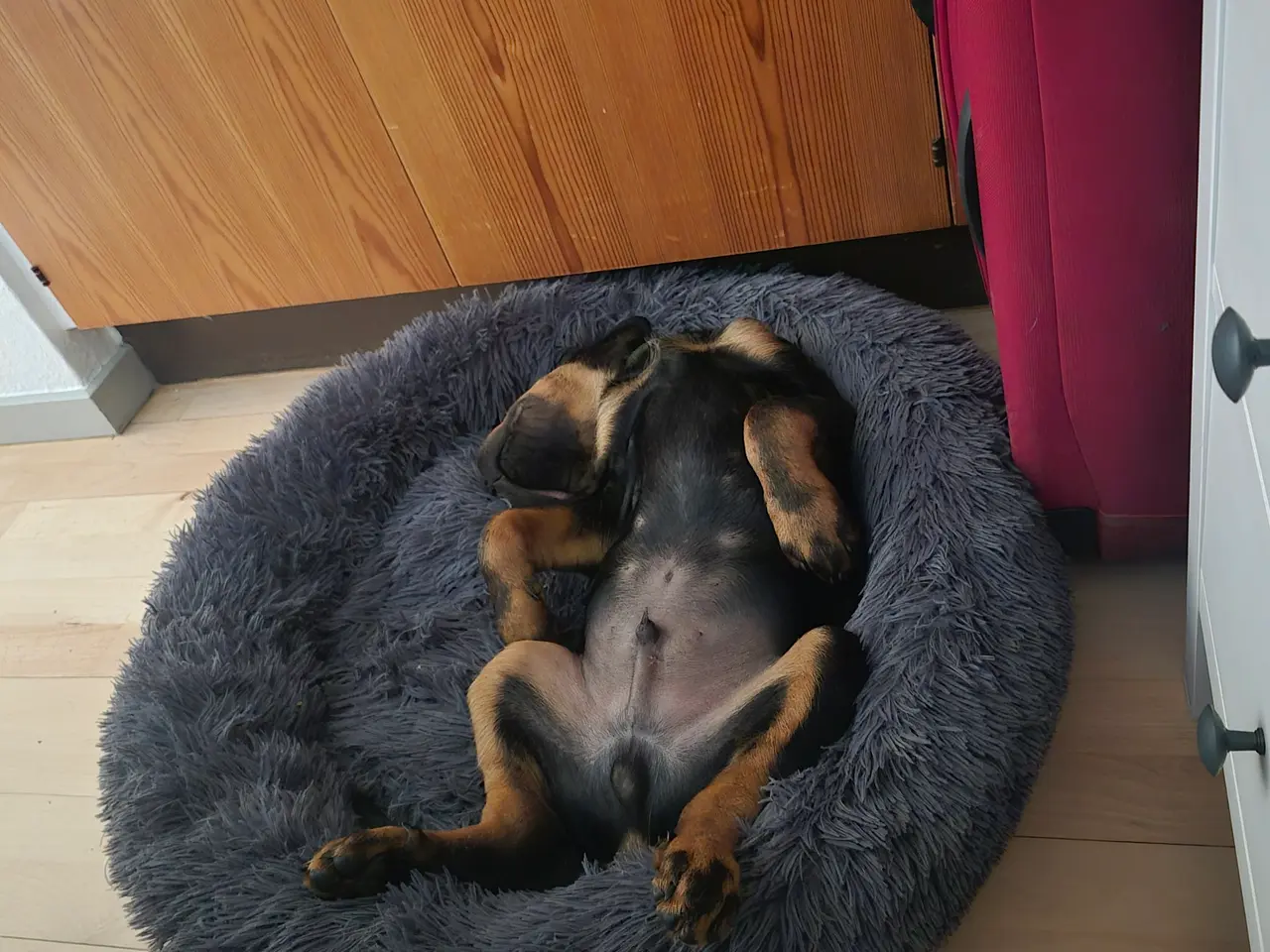 Billede 4 - Rottweiler labrador blanding Sælges