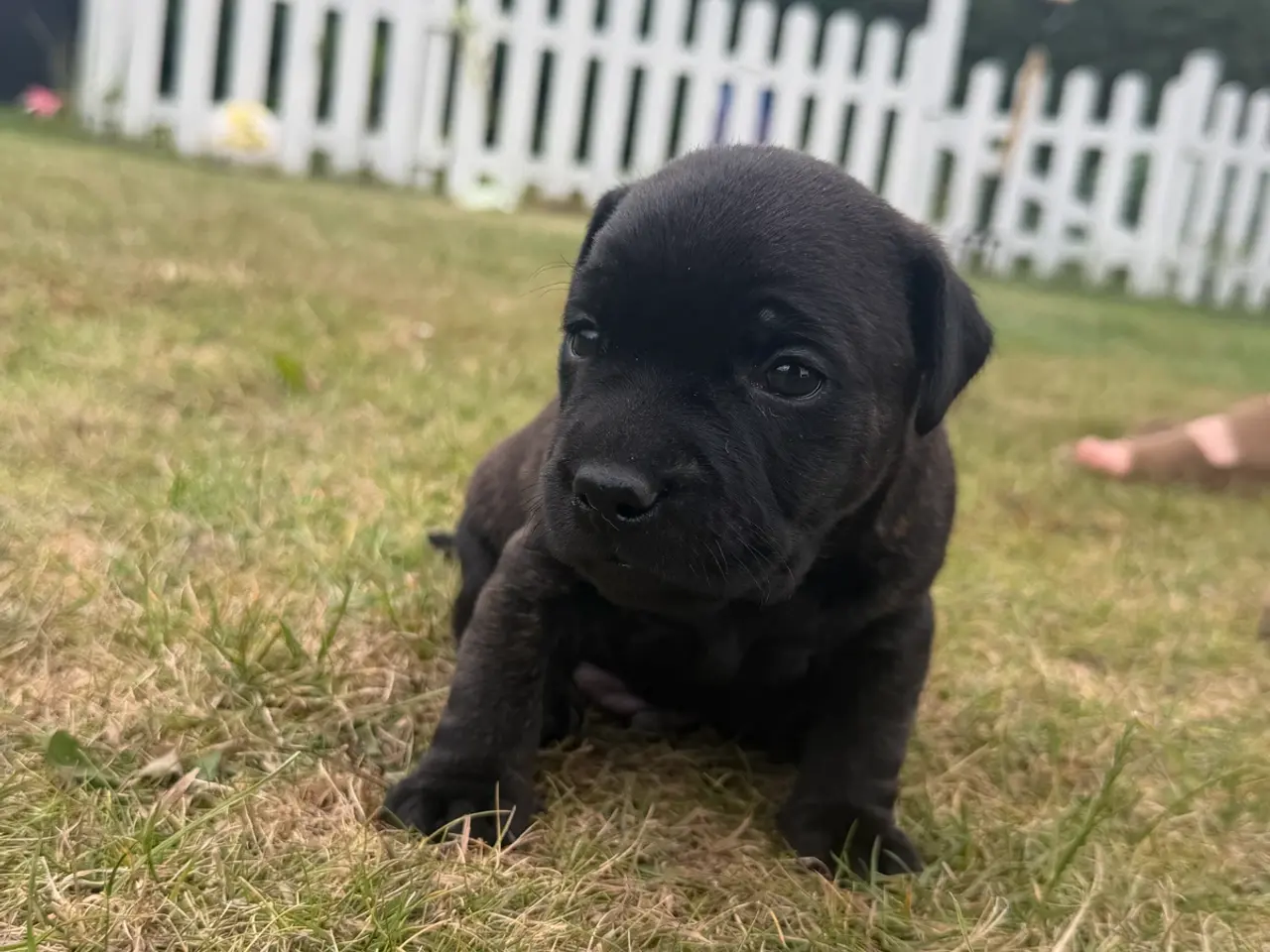 Billede 8 - 🐶 2 skønne hanhvalpe søger deres nye familier ❤️