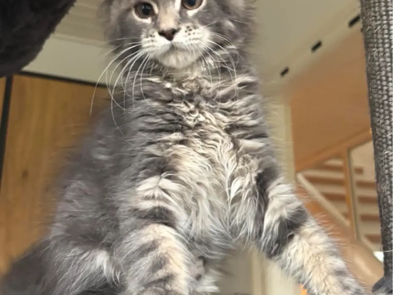 Billede 5 - 💕Maine Coon 💕