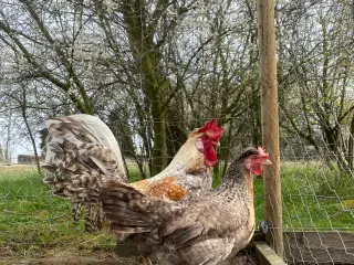 Cream Legbar Rugeæg