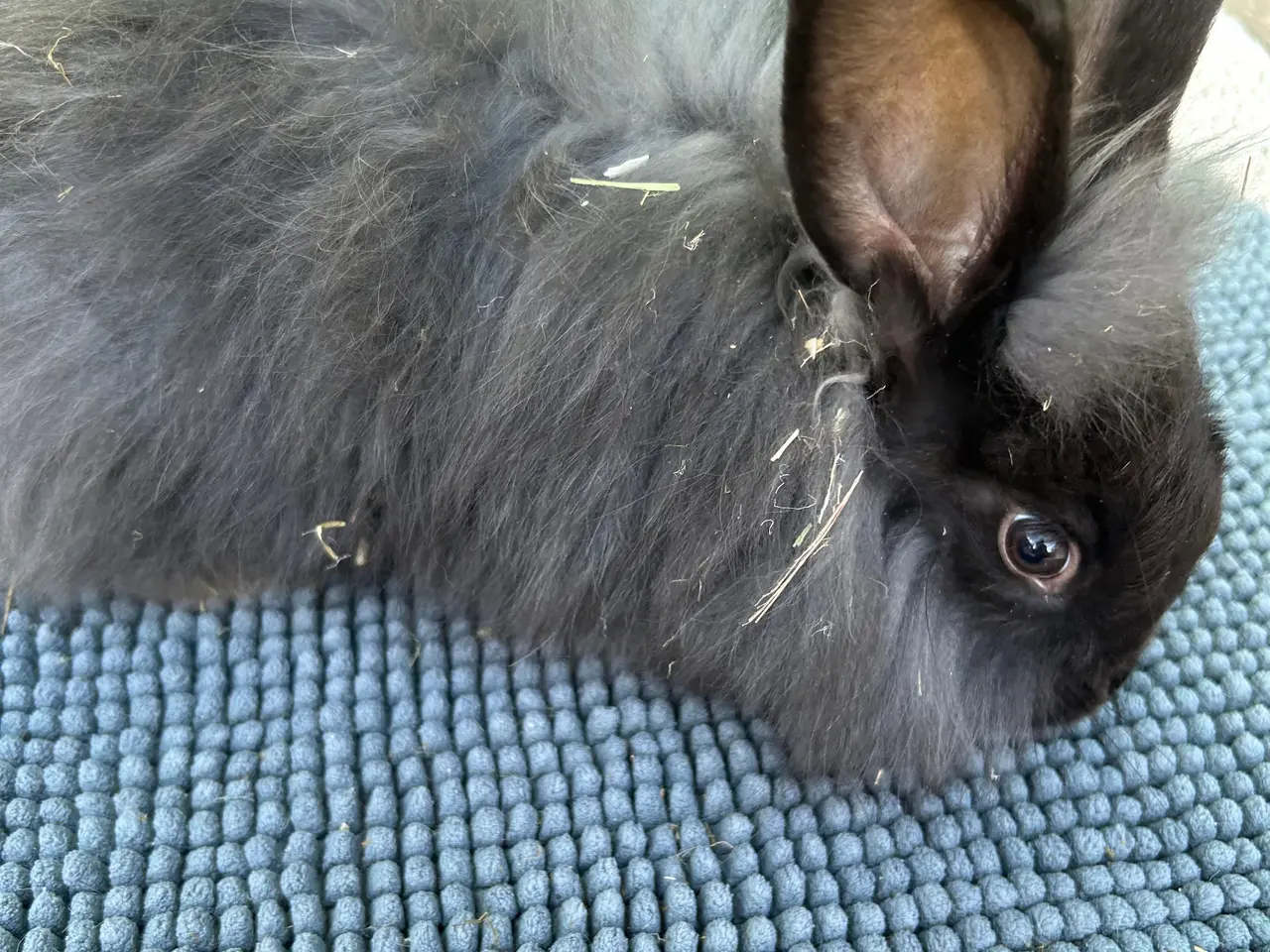 Billede 5 - Angora kanin unger