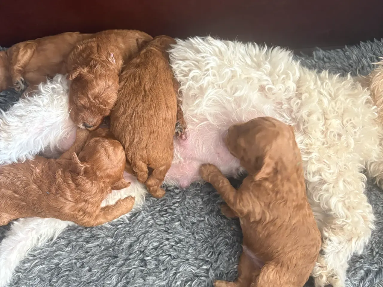 Billede 4 - Maltipoo. Røde uldtotter søger deres ev