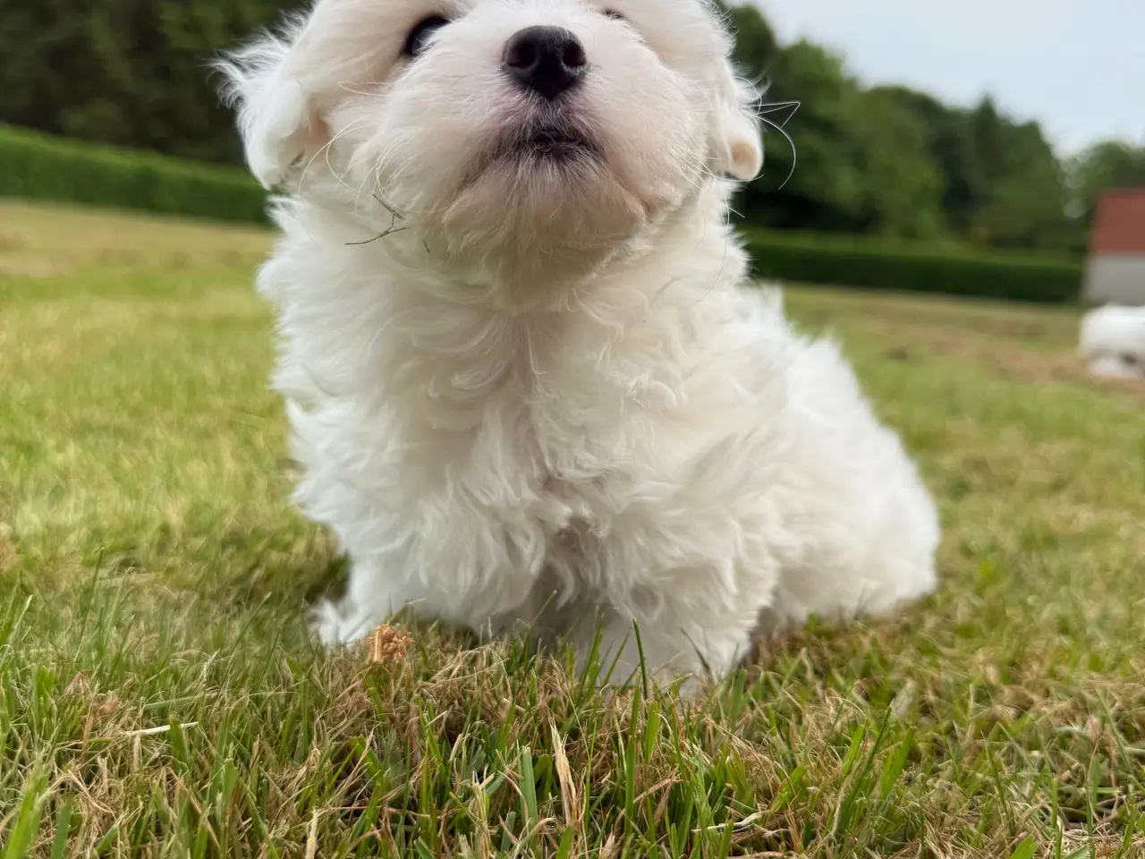 Billede 4 - Bichon havanais / malteser hvalpe
