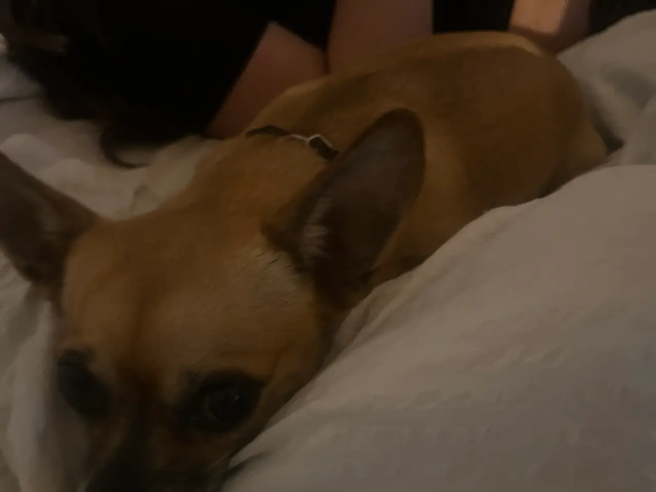 Billede 2 - Chihuahua