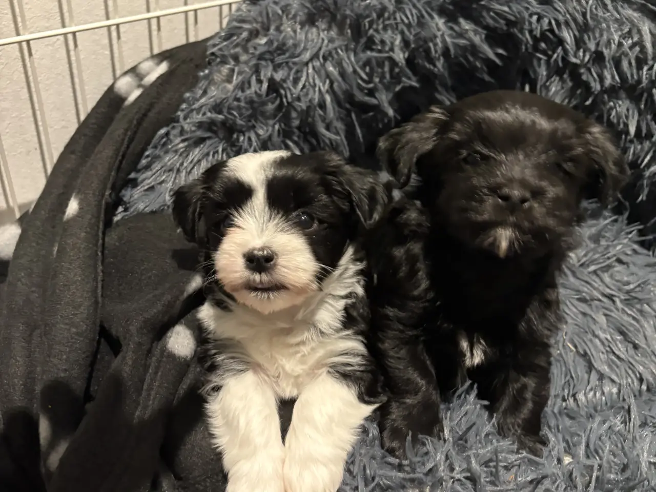 Billede 4 - 🐶SOLGT🐶Hava hvalpe