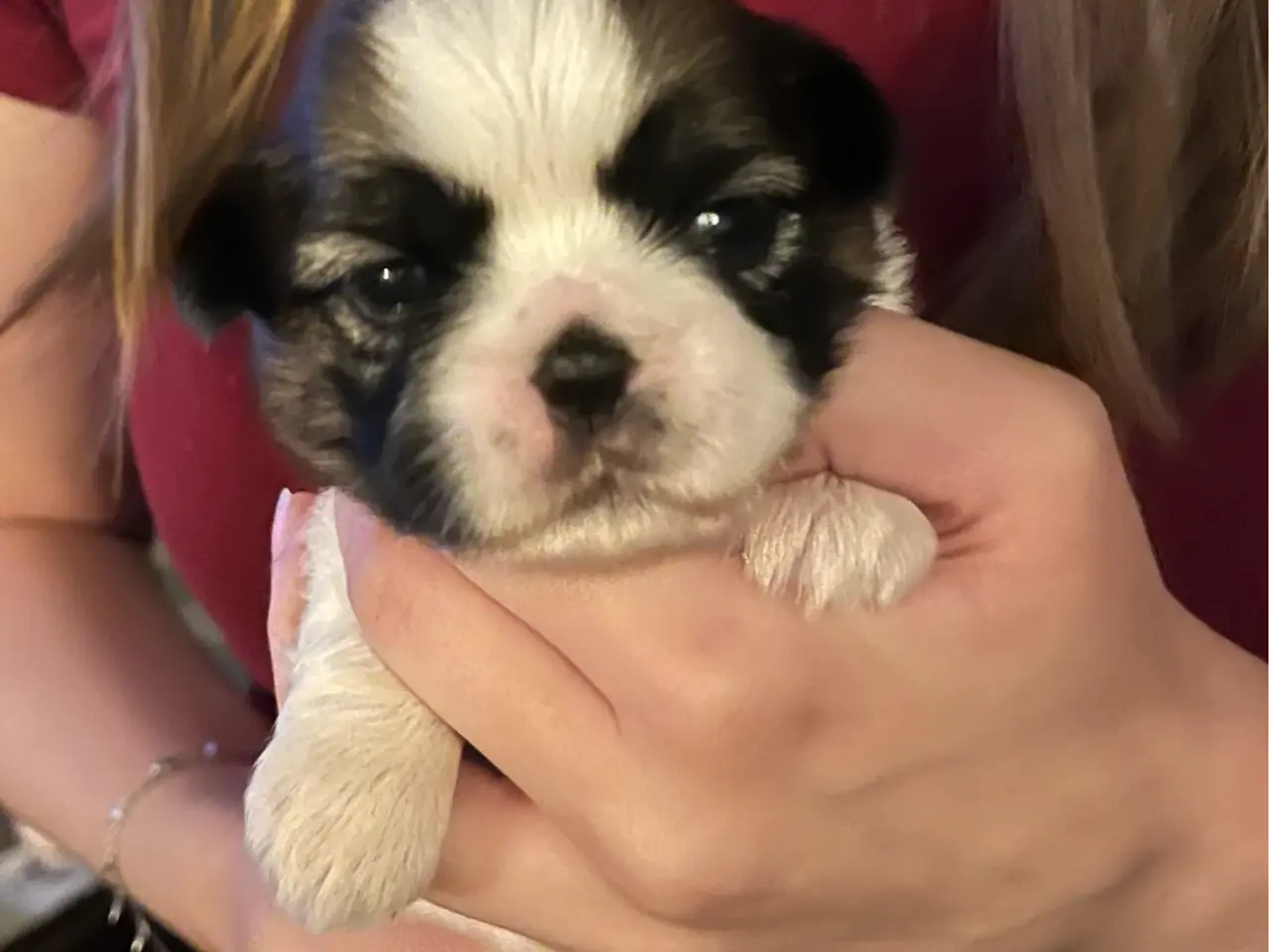 Billede 1 - Shih Tzu hvalpe 