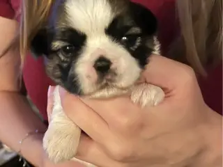 Shih Tzu hvalpe