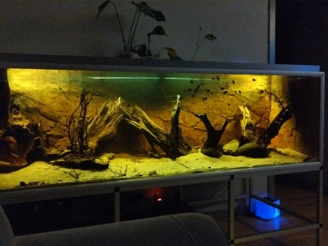 Billede 5 - green severum unger