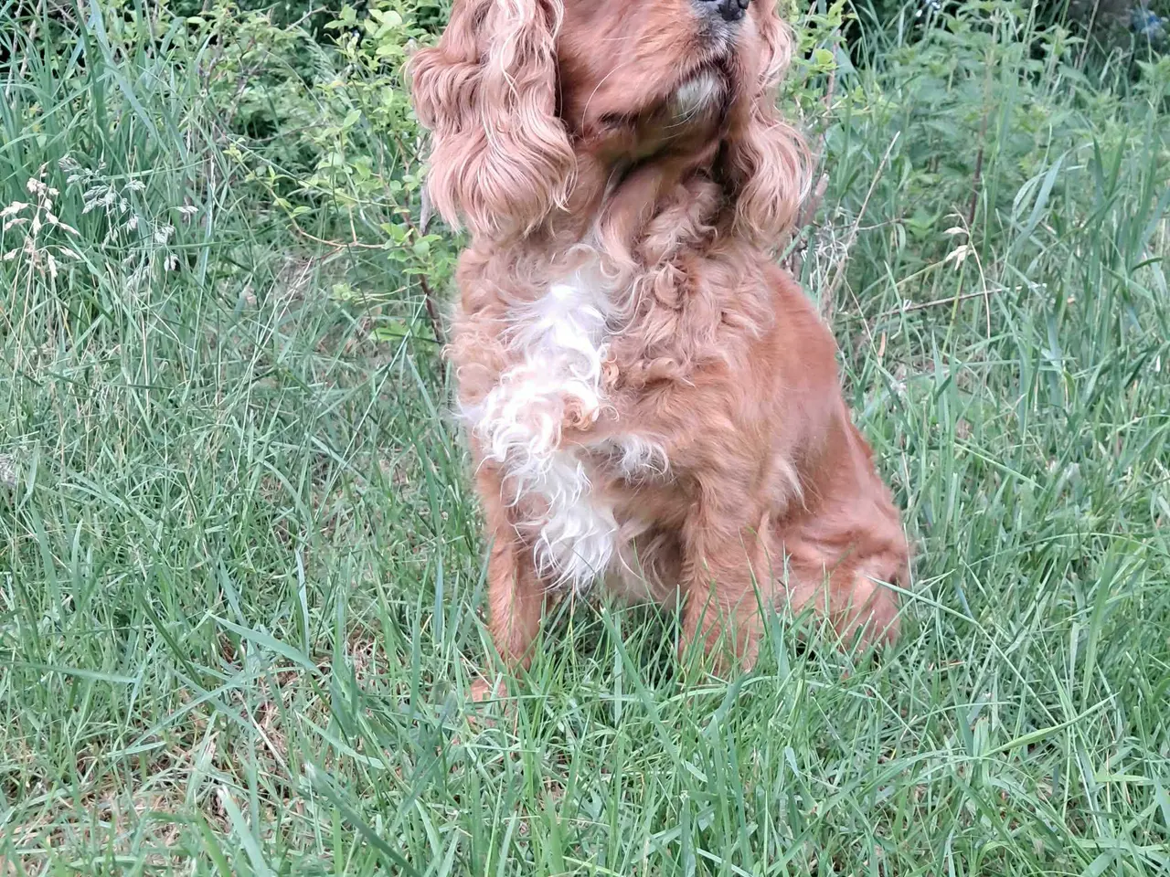 Billede 2 - Cavalier king charles spaniel