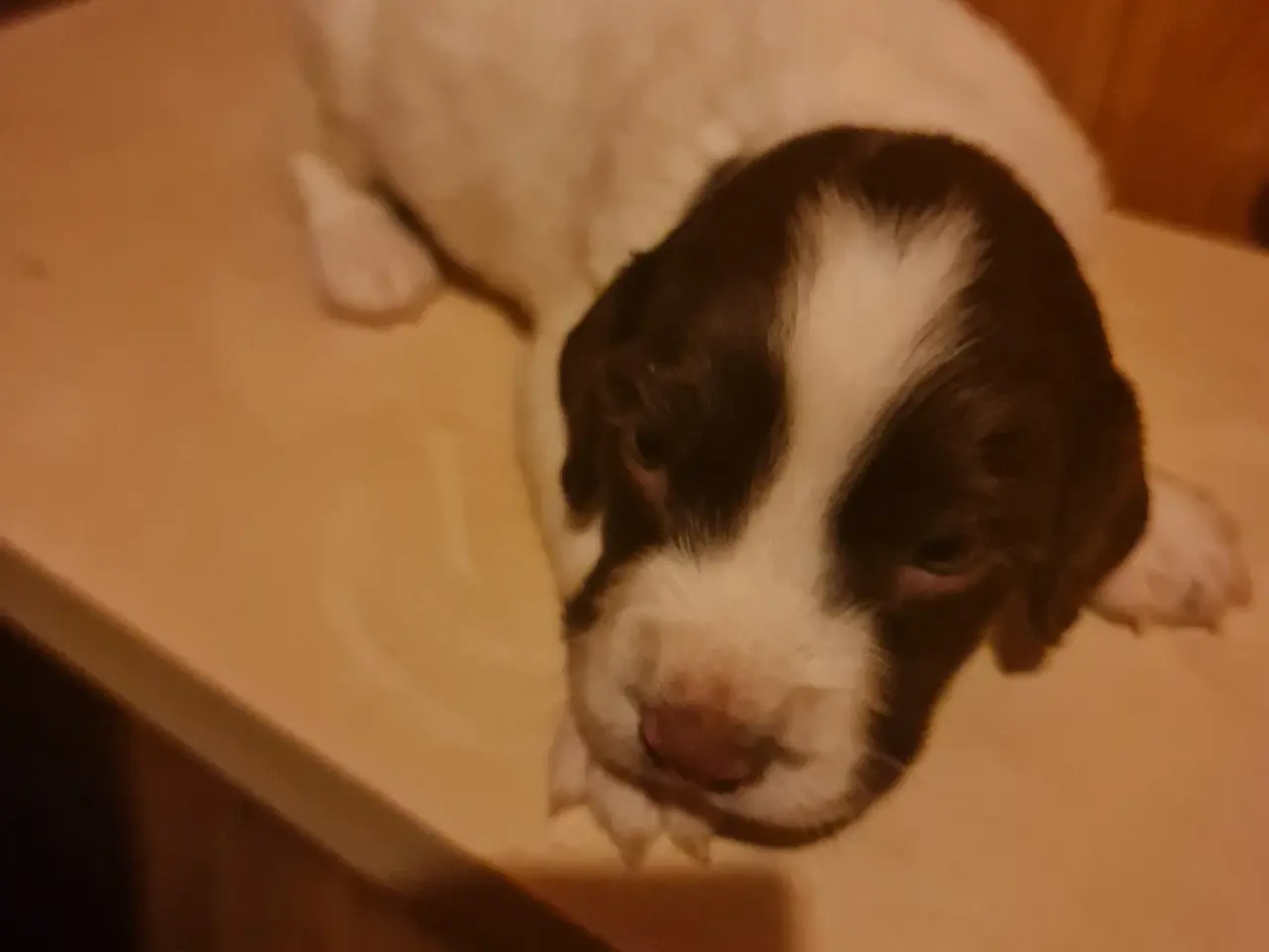 Billede 2 - Engelsk springer spaniel FT