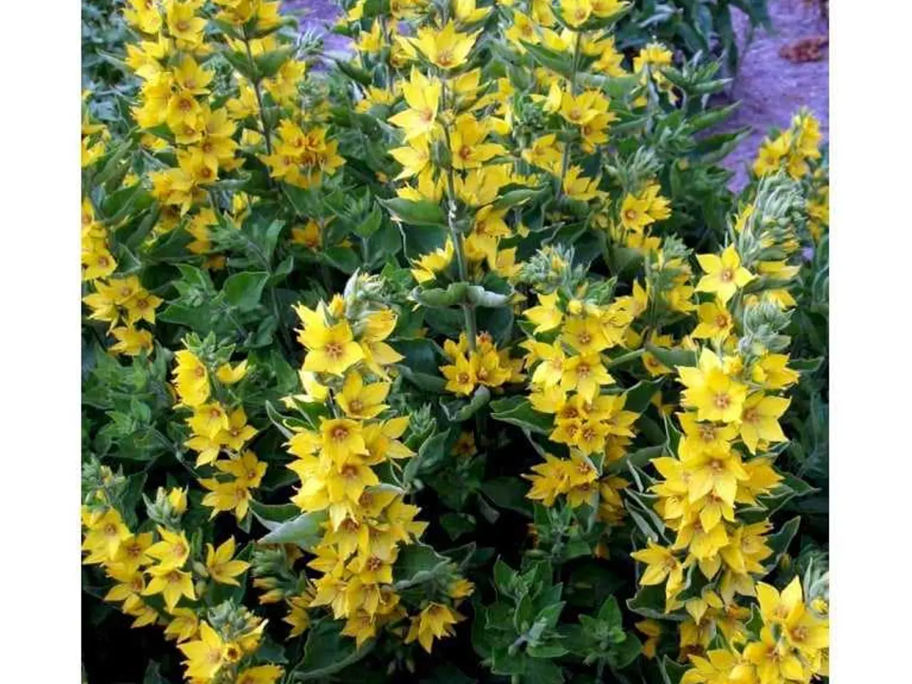 Billede 8 - Pakke 20 med blandet planter - stauder