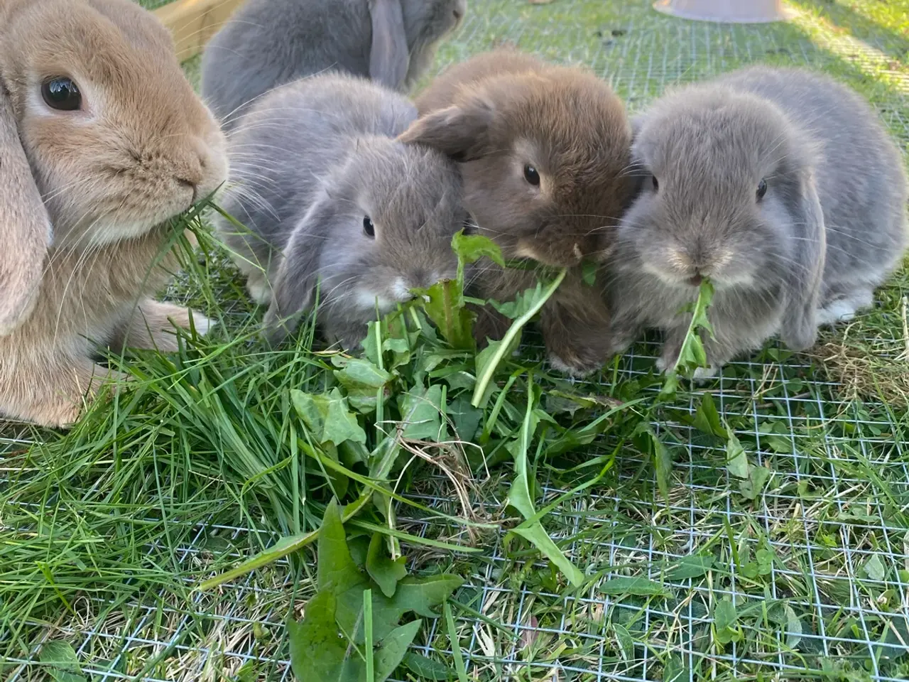 Billede 6 - Mini lop kaninunge