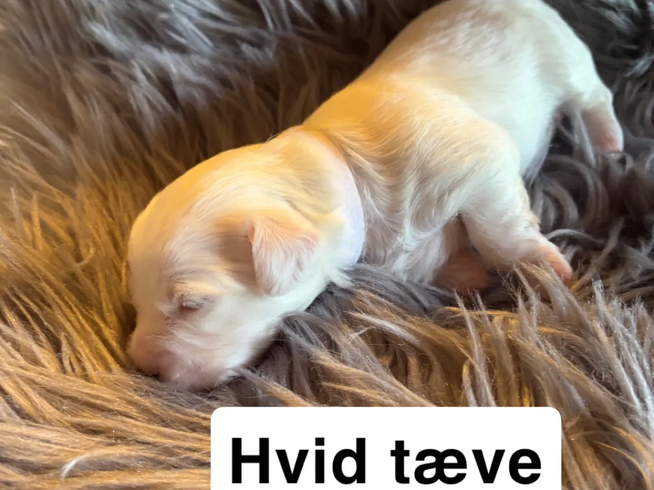 Billede 3 - 🐾Allergivenlige hvalpe søger kærlige hjem🐾