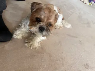 Kærligt hjem søges til Manfred 🐾