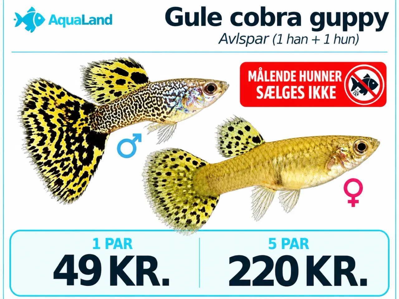 Billede 3 - Gule cobra guppy fisk