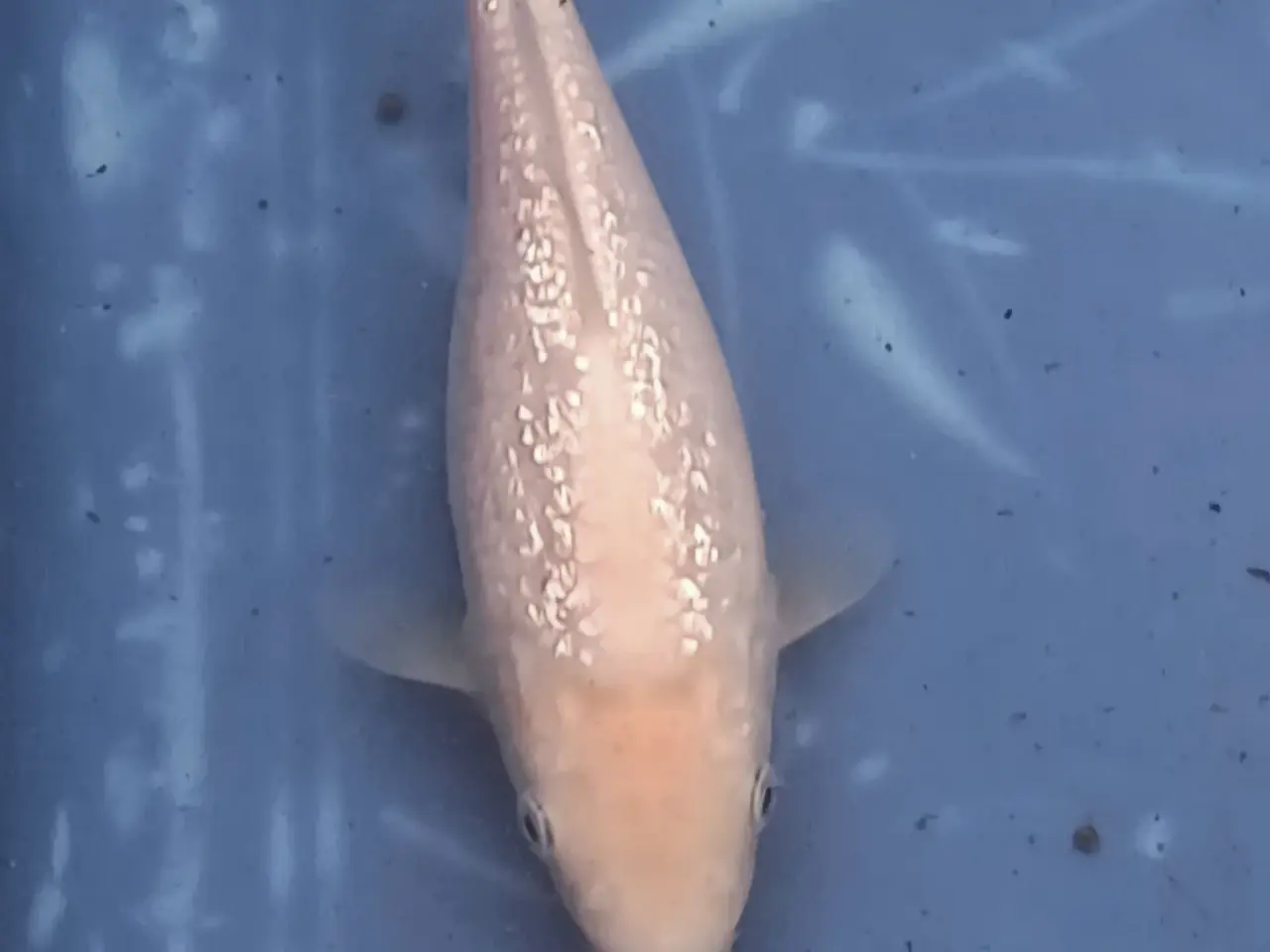 Billede 2 - Koi 20-24 cm
