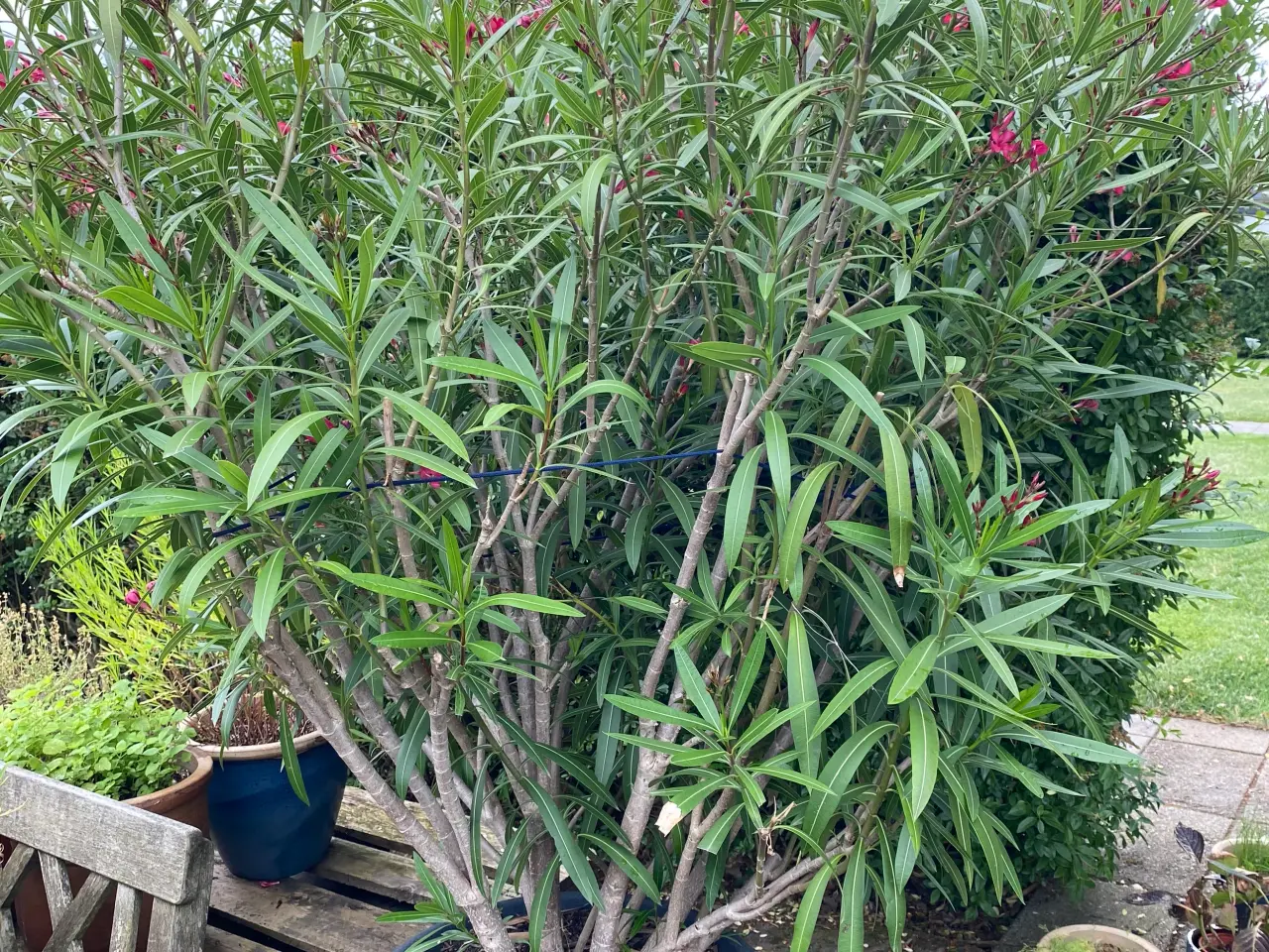 Billede 5 - Neria - Nerium - 195 cm høj