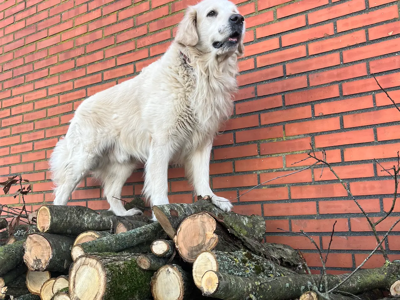 Billede 8 - Golden Retriever-hvalpe søger deres nye familier
