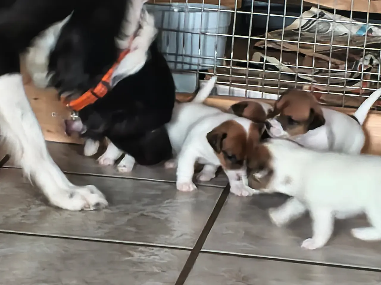 Billede 20 - Lækker Jack Russell Terrier hvalpe 