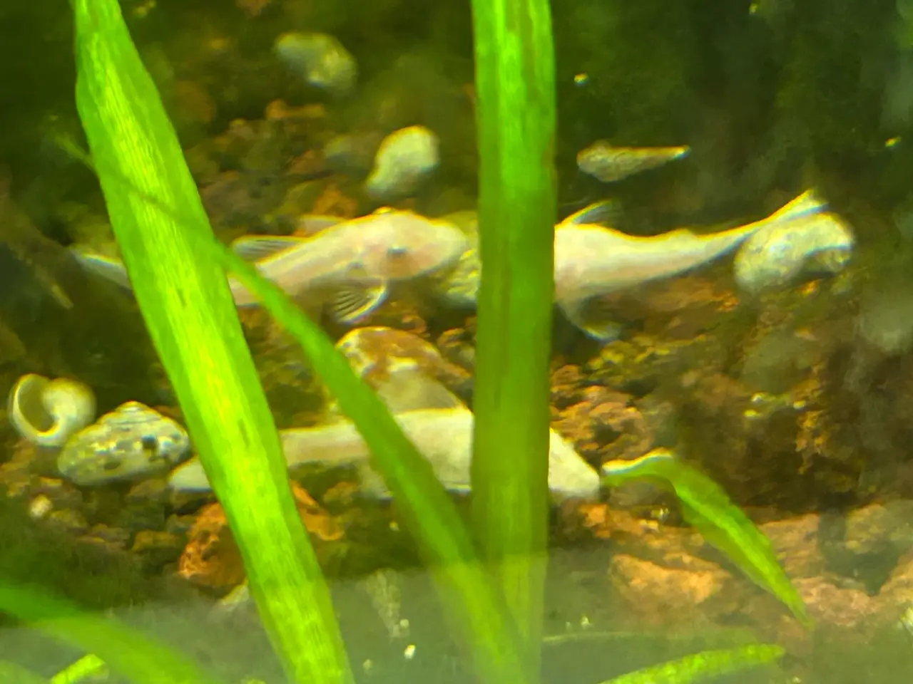 Billede 7 - ❄️🐟 Snow White Ancistrus – flotte hvide maller