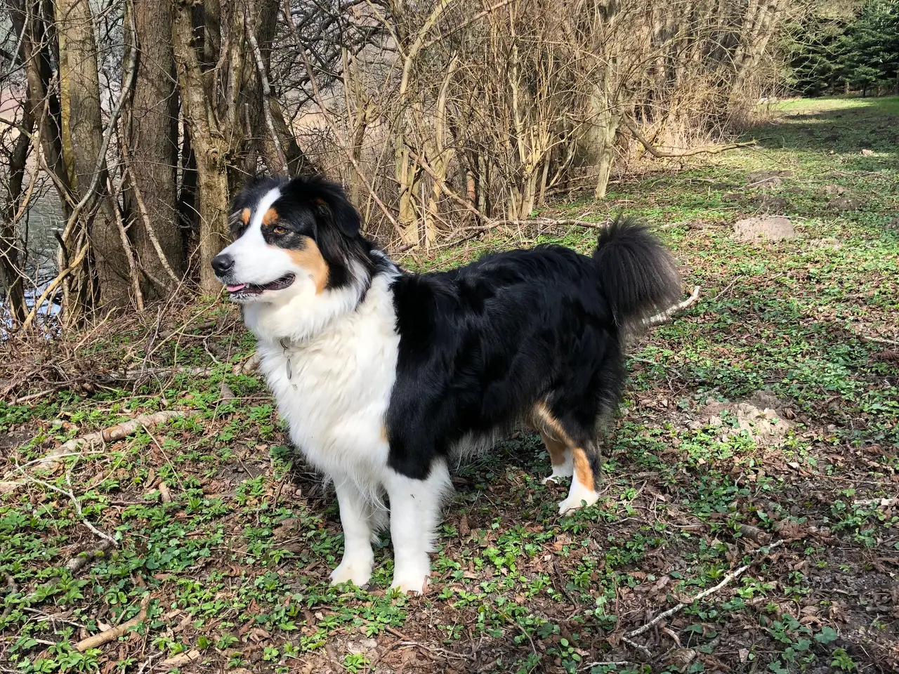 Billede 7 - Australian shepherd hvalpe