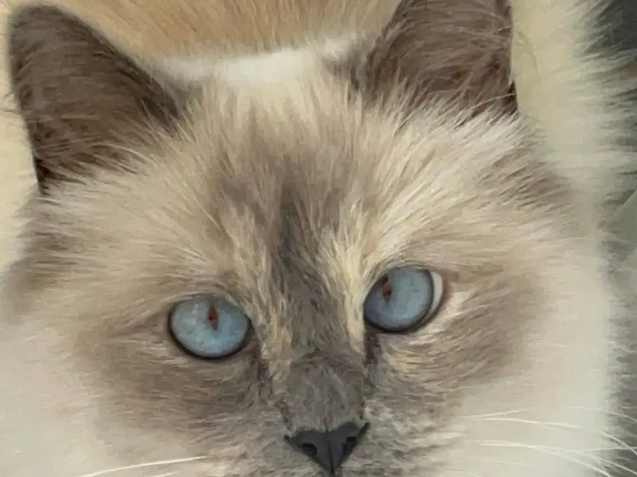 Billede 11 - Ragdoll/Maine Coon killing