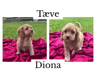 Skønne cockapoo hvalpe - 2