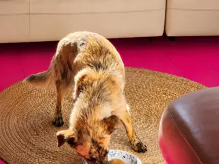 lille Rita