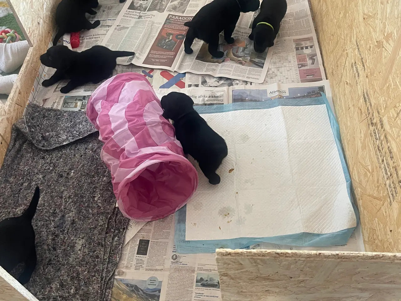 Billede 6 - Labradorhvalp sælges- en tæver tilbage