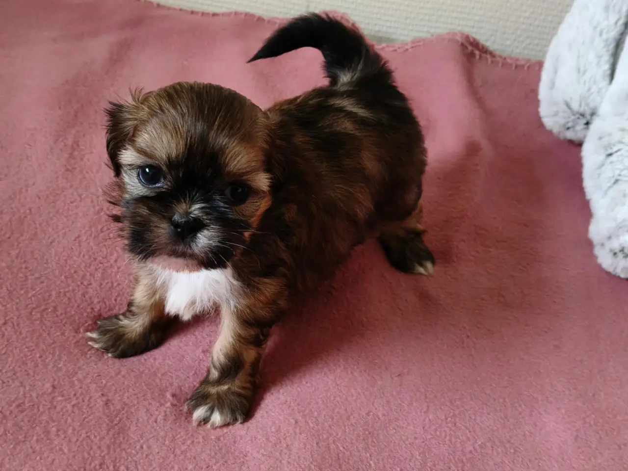 Billede 6 - Malteser / Shih Tzu