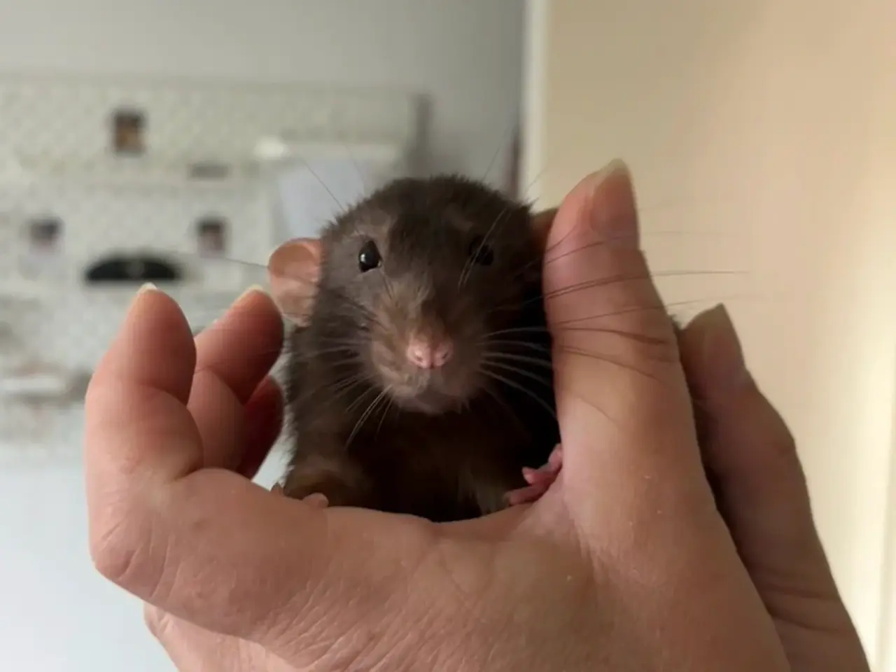 Billede 4 - Tamrotter - Dumborotter