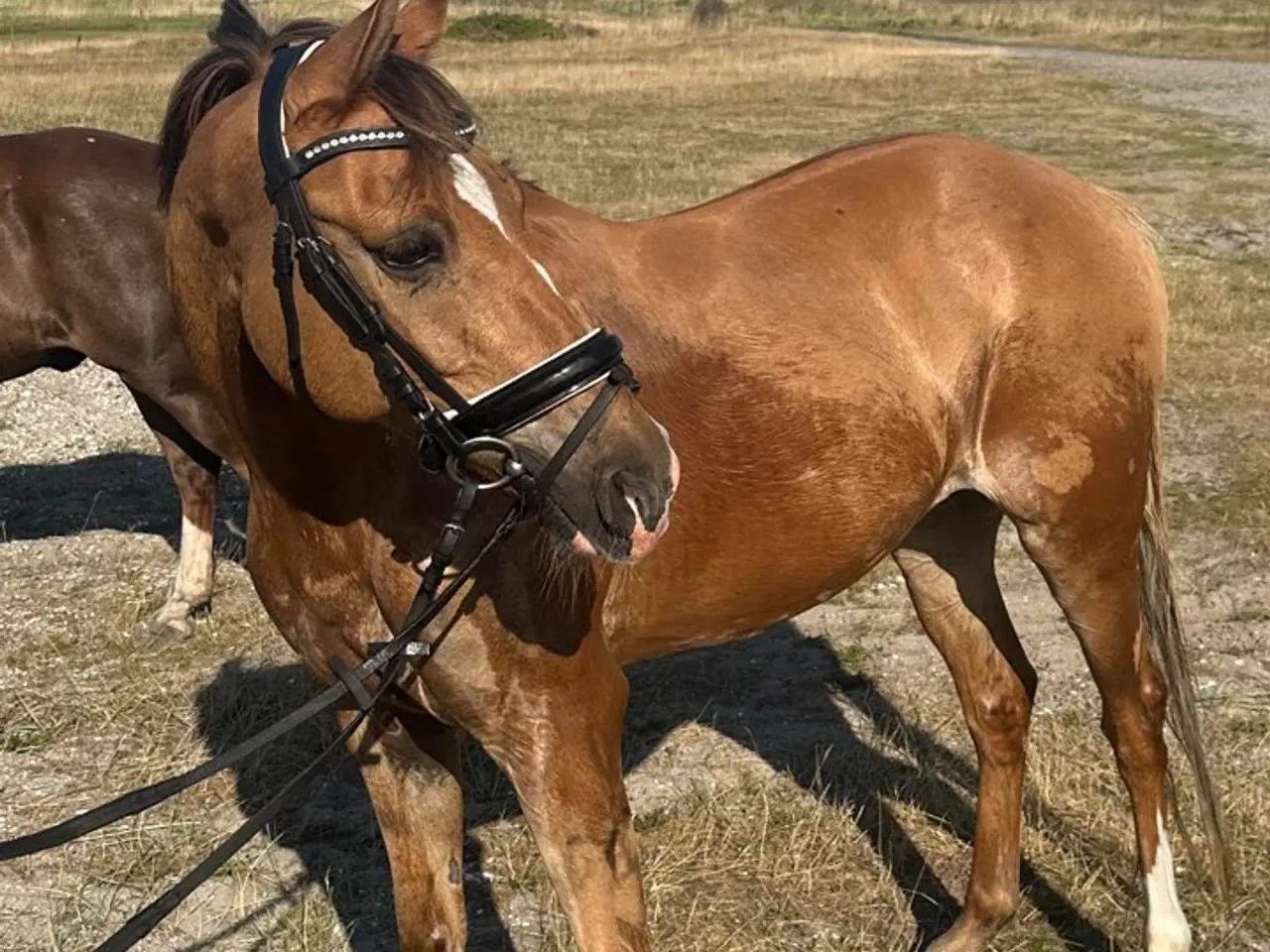 Billede 4 - 2'er pony