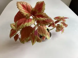 Stue plante