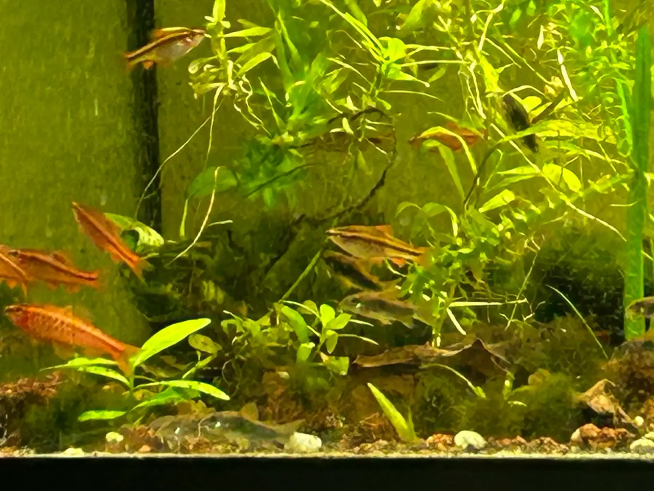 Billede 7 - 🍒🐟 Smukke Kirsebær Barber 🚨 Rolige akvariefisk