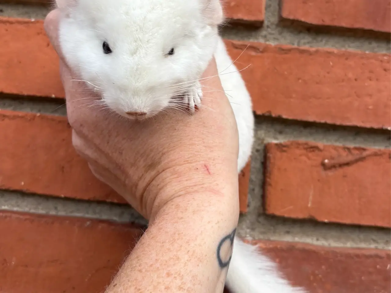 Billede 3 - HAN chinchilla 