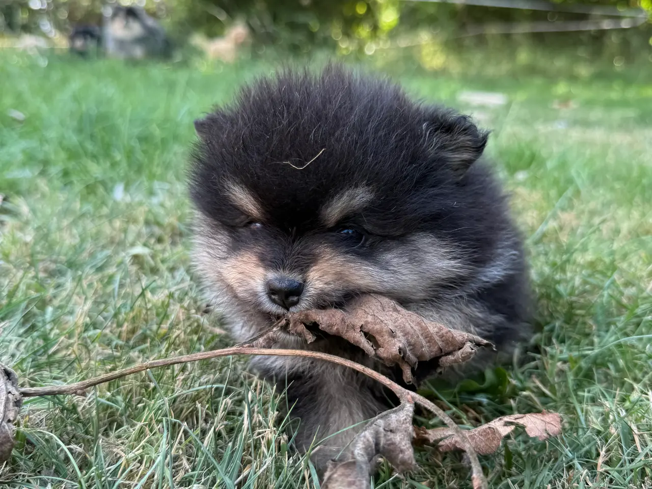 Billede 7 - Pomeranian