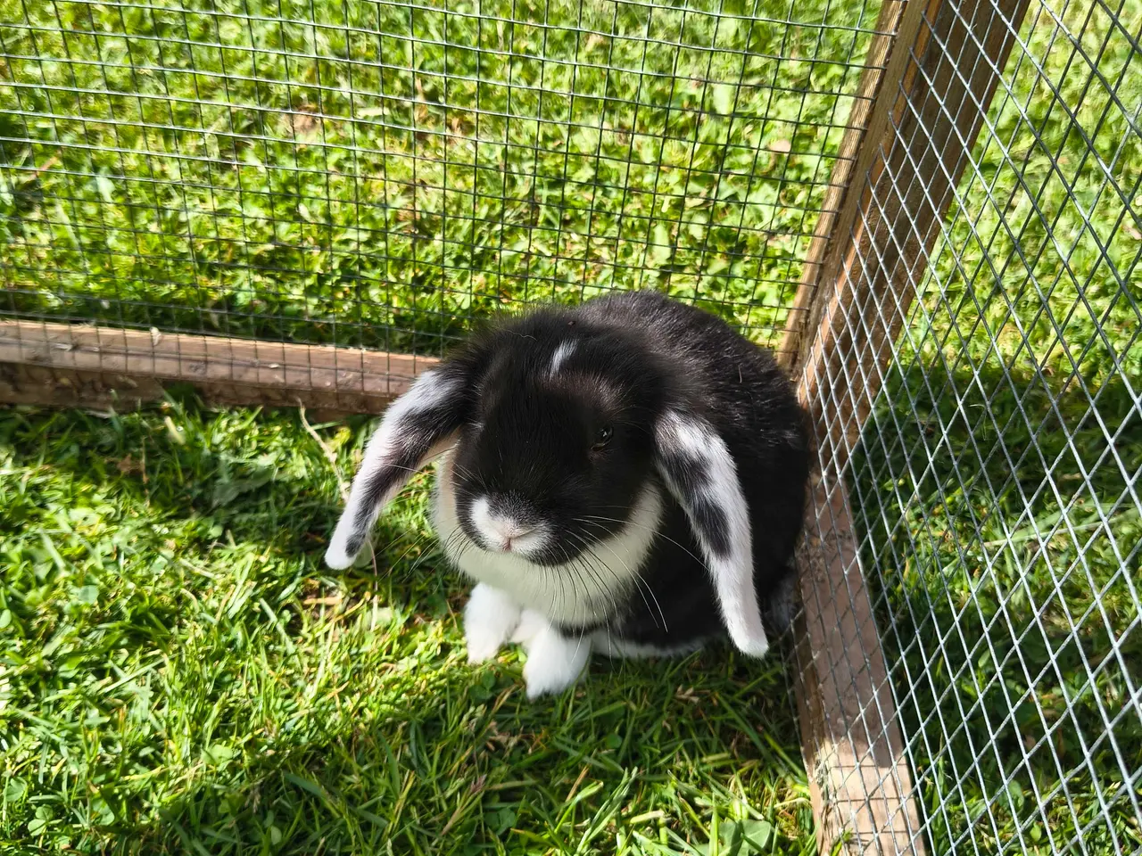 Billede 2 - Dværg vædder/Mini lop