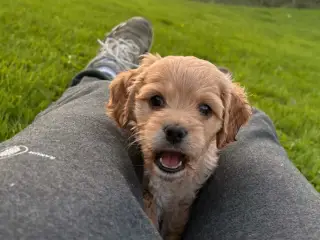 De smukkeste F1 Cavapoo babyer