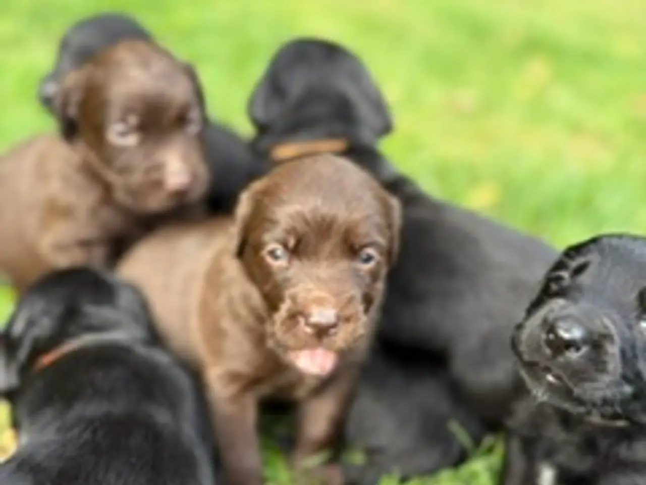 Billede 13 - Helt fantastiske Labradoodle sælges