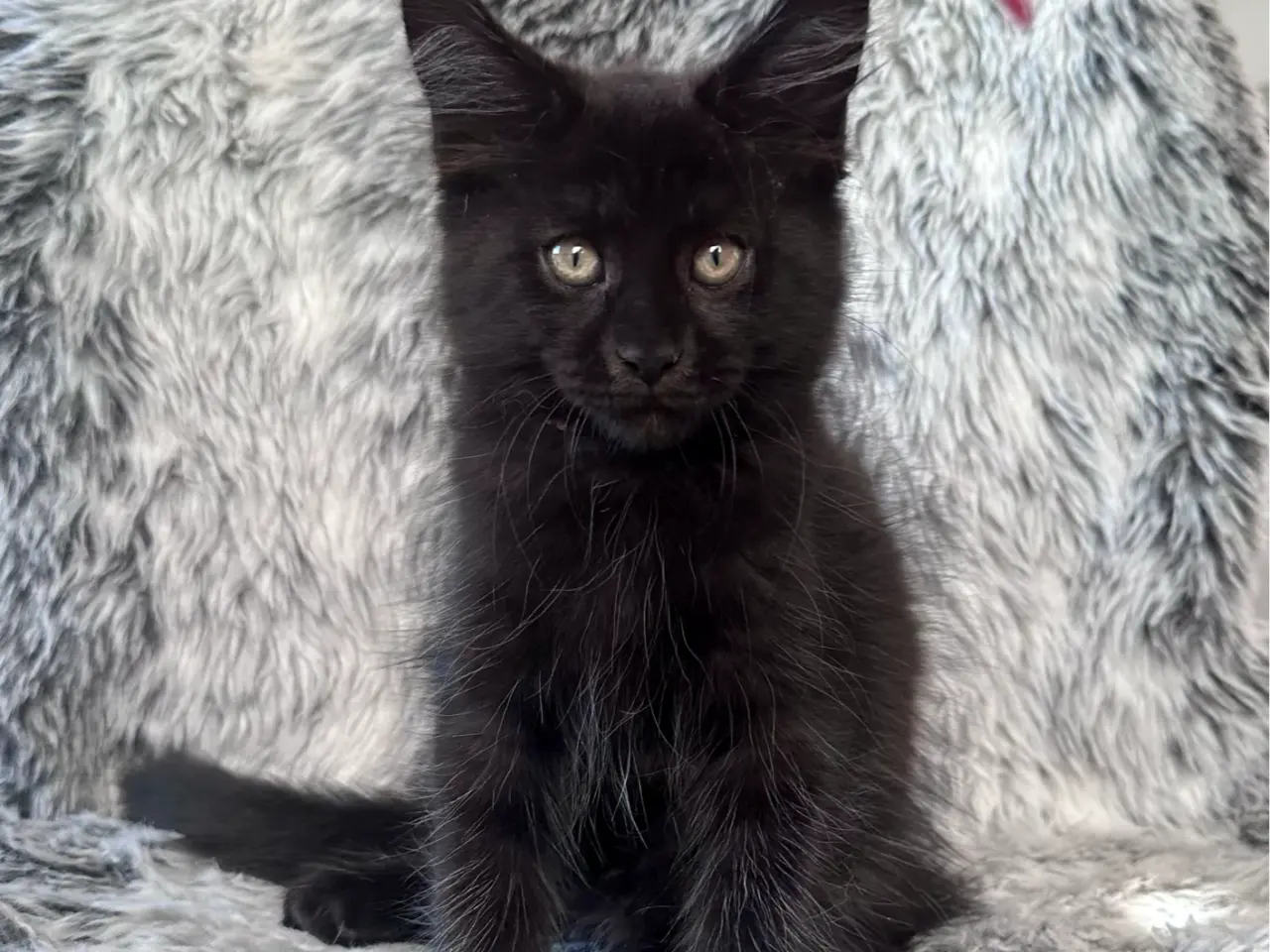 Billede 2 - 🖤 Dulce – Maine Coon pige med stamtavle